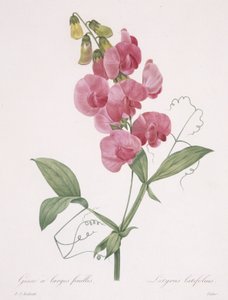Lathyrus latifolius（Everlasting Pea），1827年 作者 皮埃尔·约瑟夫·雷杜特